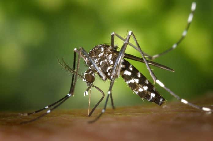 Febbre West Nile, sale la preoccupazione nel Nord Italia: ecco sintomi, rischi e come difendersi